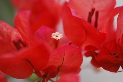 Bougainvillea -bugenvilea - listeny s detailem květů (2)